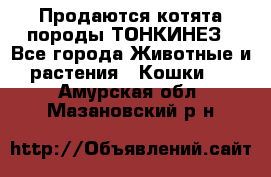 Продаются котята породы ТОНКИНЕЗ - Все города Животные и растения » Кошки   . Амурская обл.,Мазановский р-н